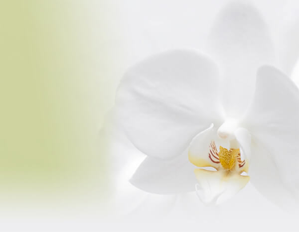 オーキッドの花に込められた想い
